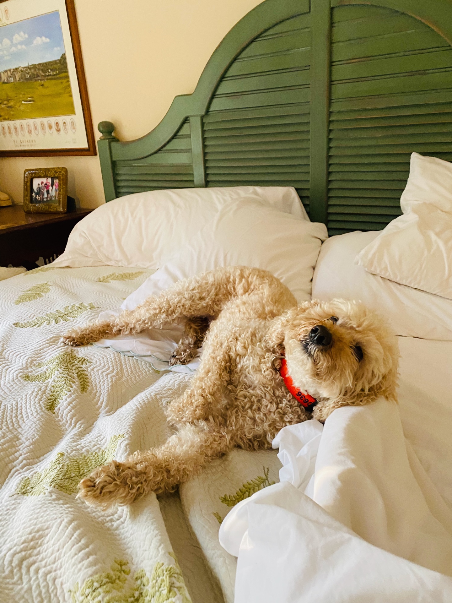 Golden doodle relaxing on a bed