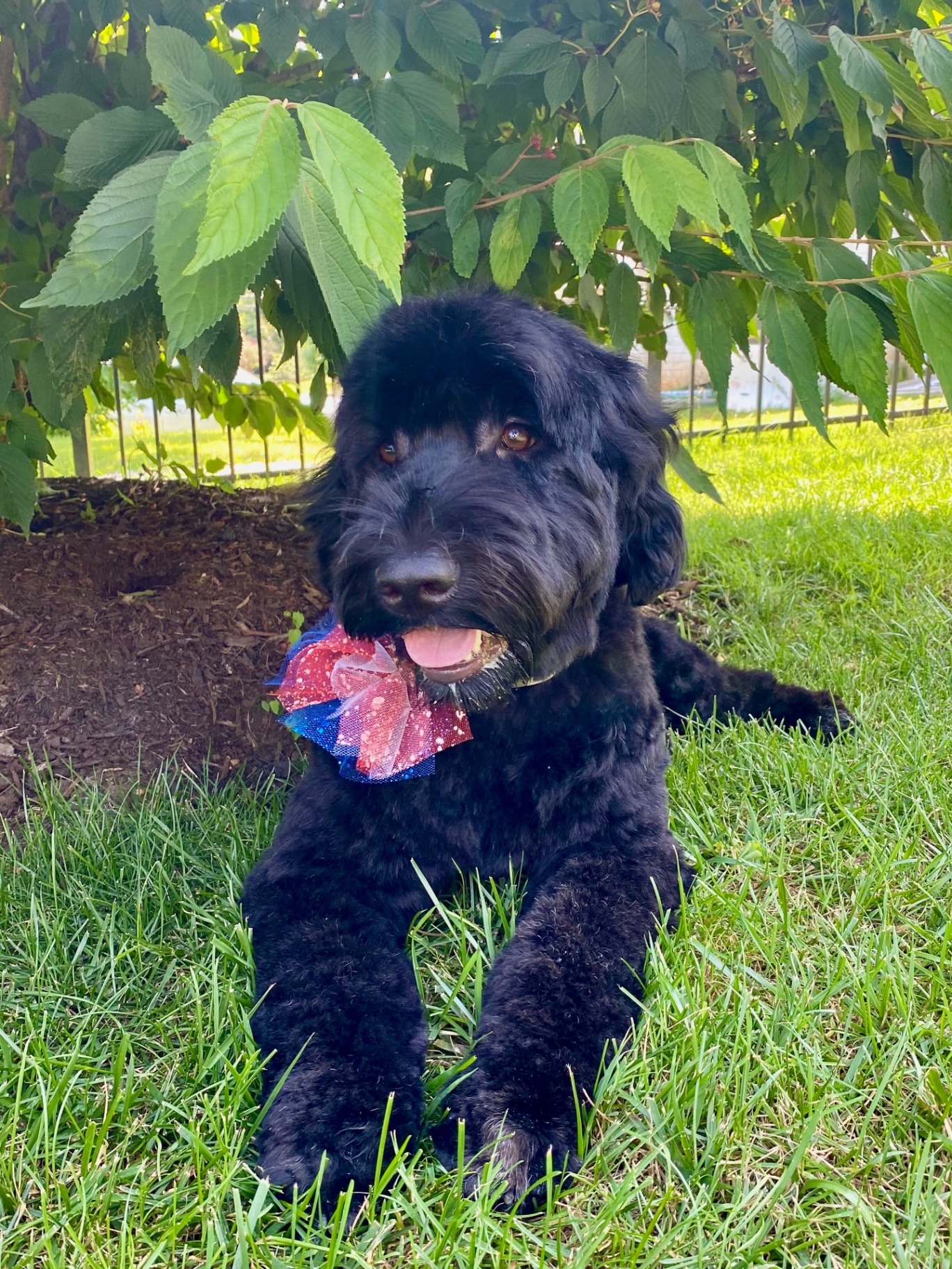 Black doodle resting in the grass