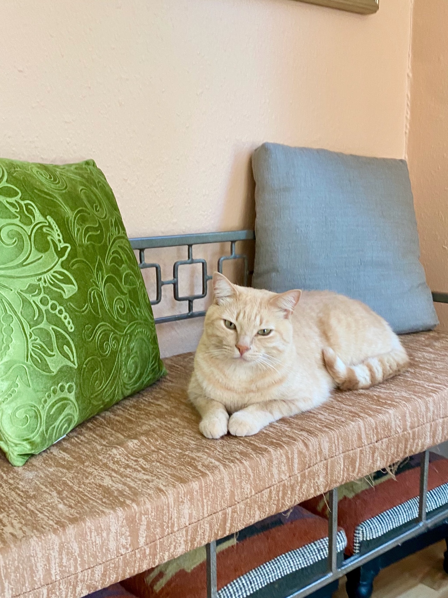 Cream tabby cat lounging on a bench