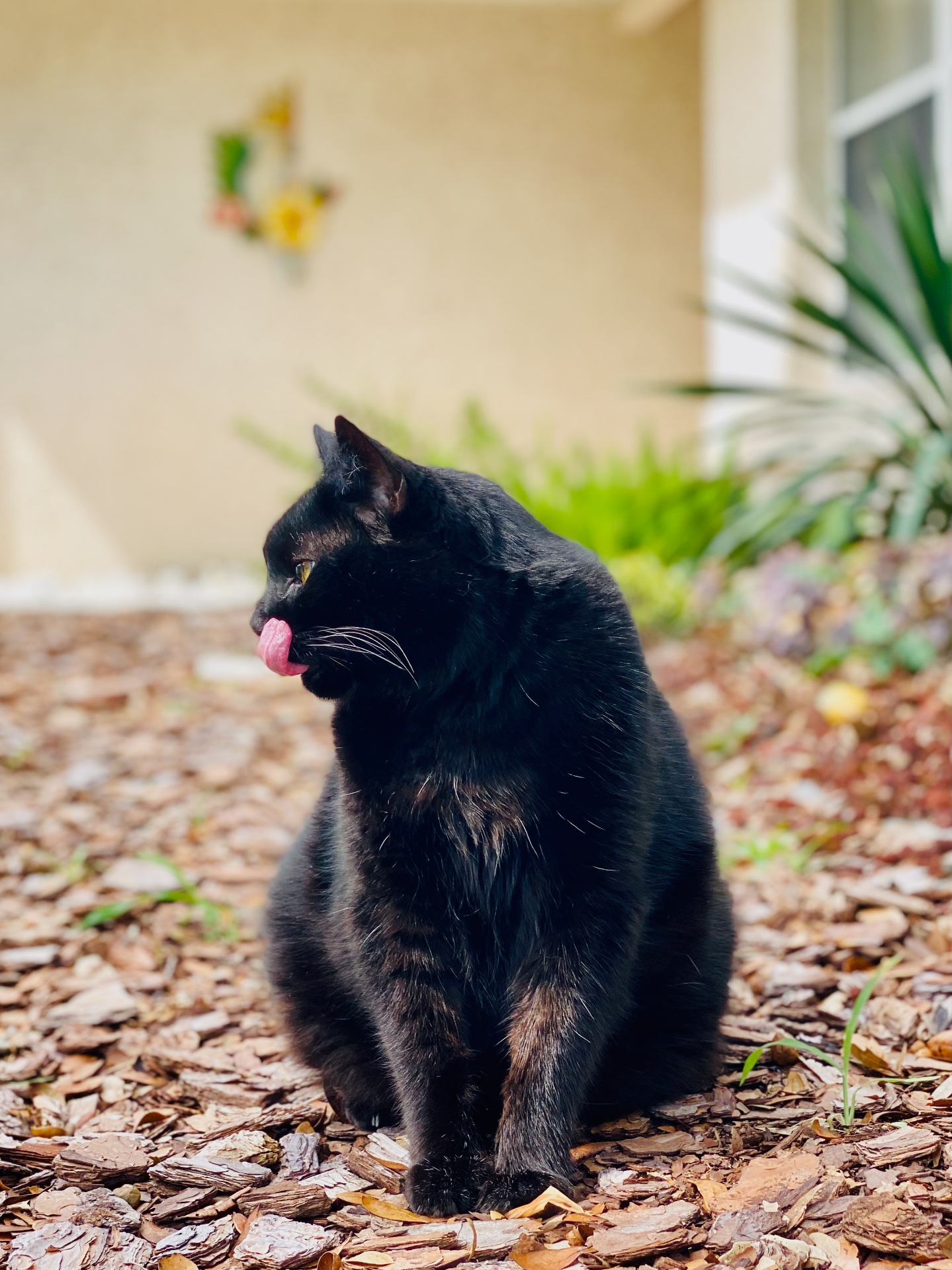 Black cat in a tranquil yard